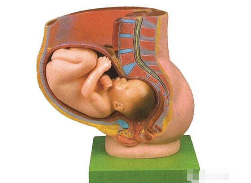 自然分娩的产程，分娩产程需要多长时间（产妇有这几个特征）