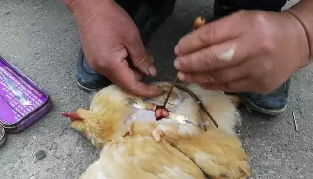 鸡子是什么，这个高薪行业即将消失（鸡子是什么器官）