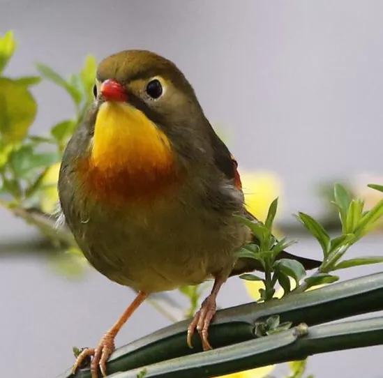 相思鳥的叫聲,相思鳥的叫聲高清視頻(美麗的精靈～紅嘴相思鳥)