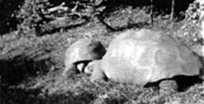 英国的国宝是什么动物，加拿大的国宝是什么动物（从道光时期活到现在）