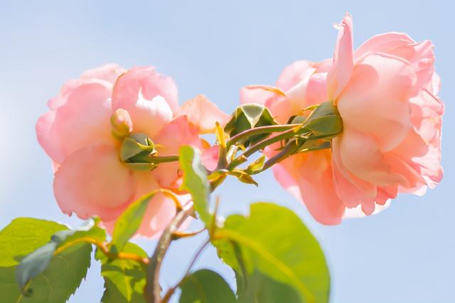 射手男对待备胎的态度，判断你在射手男心里的位置（十二星座抱有什么样的态度）
