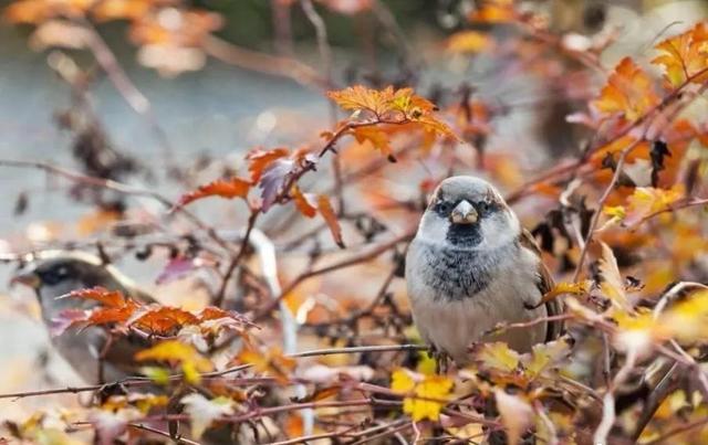 子规啼血典故，古代诗词中子规啼血一词有何典故（杜鹃啼血的故事）
