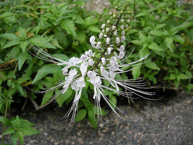 猫须草,在南方地区多有种植(猫须草对尿酸高有好处吗)