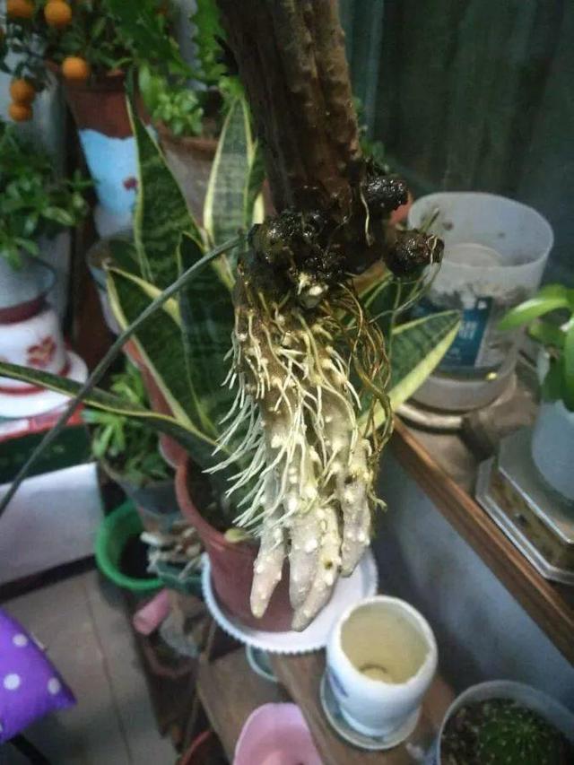 平菇种植最简单方法，平菇种植最简单的方法（喷喷水就能长）