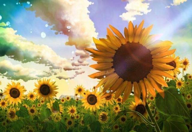 向日葵花语是什么意思，向日葵的花语（是因为时刻都微笑着面对阳光）