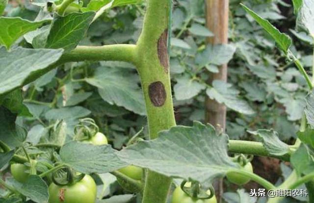 乙酸甲酯结构简式，对早疫病、白粉病、叶斑病特效