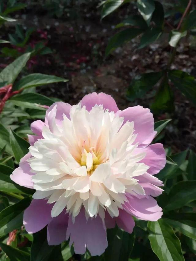 芍药不开花的解决办法，芍药一直不开花怎么办（开花个个比拳头大）