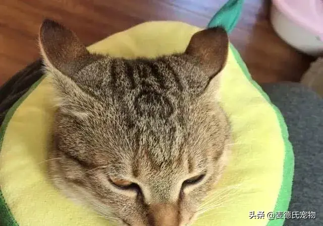 猫咪起什么名字最好听母猫，中国铲屎官绝对把气质