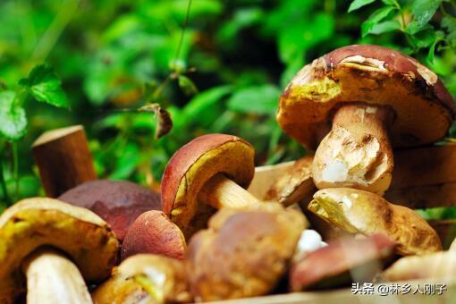 牛肝菌产地哪里 牛肝菌产地分析，牛肝菌产地哪里（野生牛肝菌今年多少一公斤）