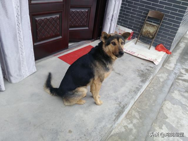 犬字开头的成语，犬字开头的成语接龙（为何带“狗”的成语多带贬义色彩）