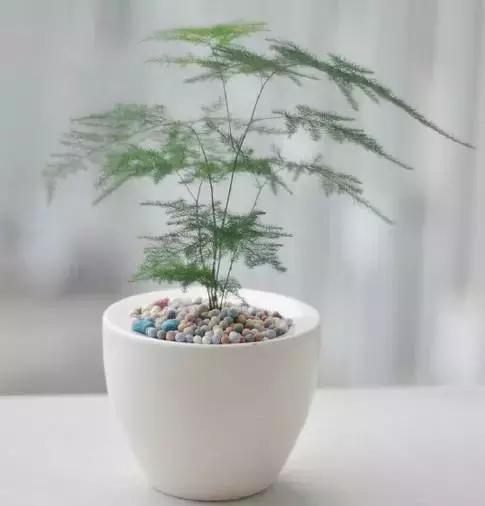 三叶梅怎么养殖较好，三叶梅怎么养殖方法（要是还养不活它们）