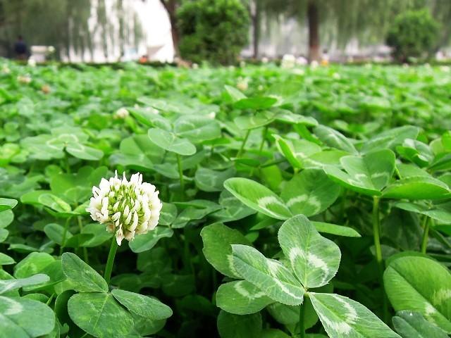 三葉草是苜蓿草嗎,三葉草就是苜蓿草嗎(國花系列8——愛爾蘭國花)