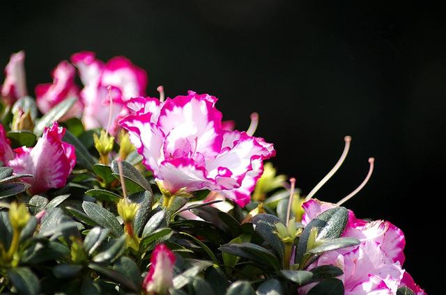 比利时杜鹃的养殖方法和注意事项，比利时杜鹃的养殖方法和注意事项是什么（冬季就该养一盆）