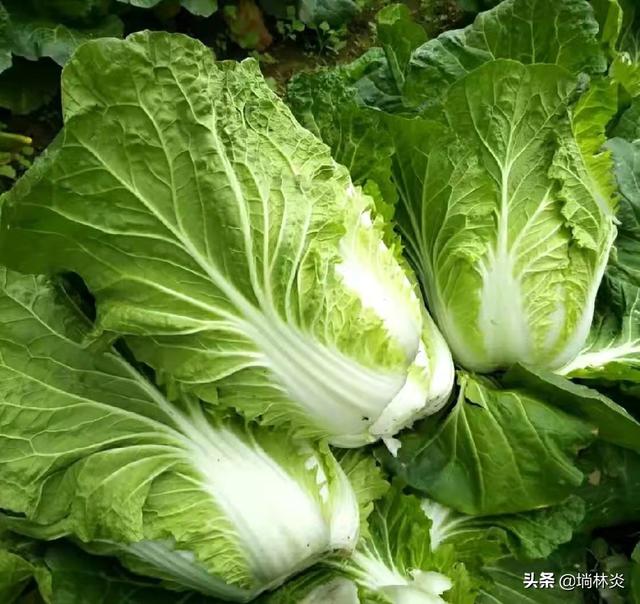 家常腌制大白菜的方法，如何腌制大白菜（一做就会的腌白菜方法）