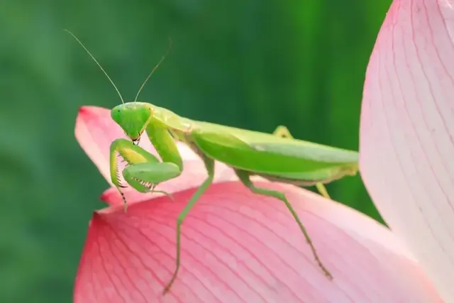 梅子什么时候成熟，梅子是什么季节的水果（芒种：栀子花开，麦黄梅熟）