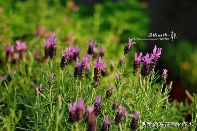 薰衣草如何过冬，薰衣草怎样过冬（西餐料理中常见的几种香草）