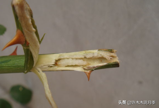 月季常见病虫害及防治方法，月季的病虫害防治（十二种月季常见病害防治教程）