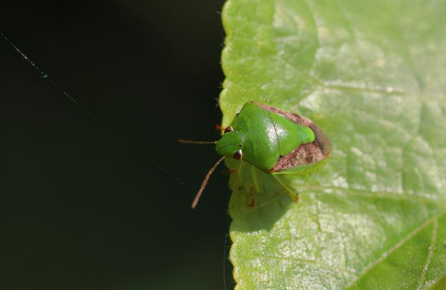 很臭的虫子叫什么，马陆虫怎么彻底消灭（俗称“臭大姐”）