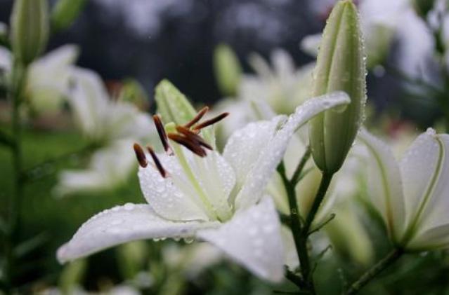 天堂鸟花语，天堂鸟花图片（你知道大自然中这些花的花语吗）