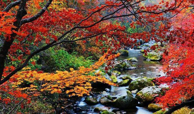 老君山在什么地方，老君山在什么地方是哪个省（老君山云海平均每年多达130天）