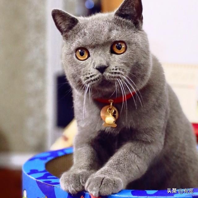 猫咪的 五种形态，你喜欢高富帅还是矮挫胖