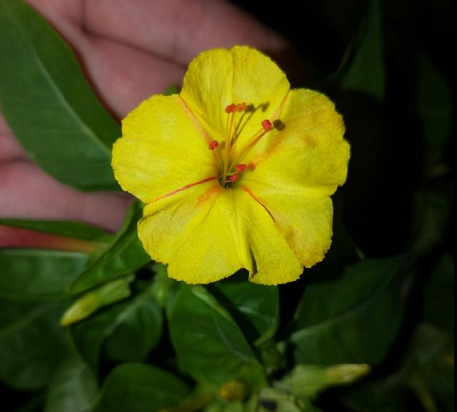 昙花（昙花花语），这4种花却在悄悄争奇斗艳（昙花的花语和象征）