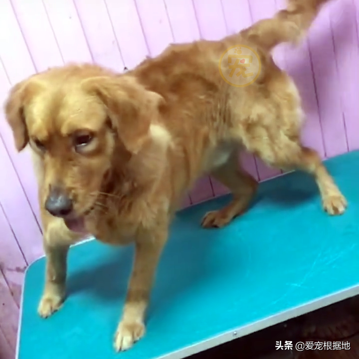 宁波金毛犬多少钱一只 宁波金毛犬舍