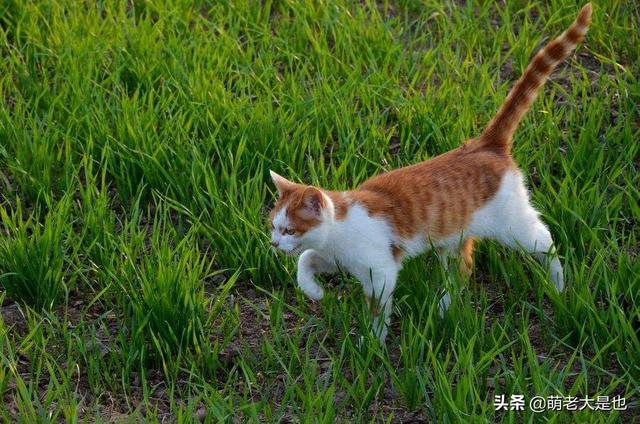 跳蚤怕水吗，跳蚤怕花露水吗（怎样去除猫咪身上的虱子）