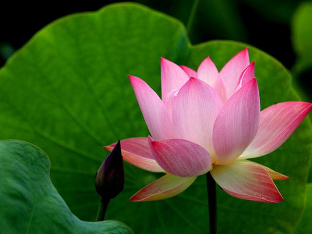 家里为什么不能养荷花，家里荷花挂在什么方位好（9种“名花”富贵吉利）