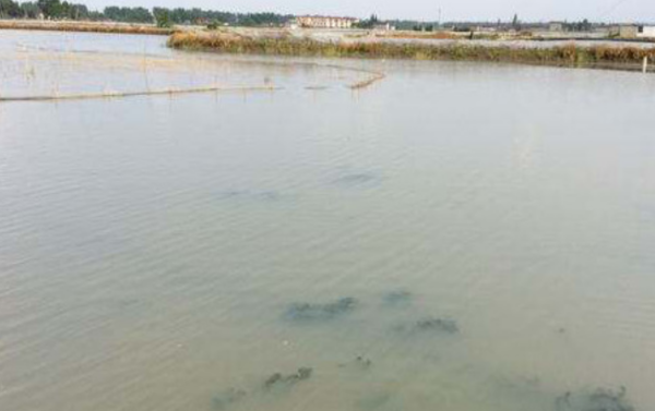 挖鱼塘的最佳方法，鱼塘要怎么挖才能挖得好（新挖的鱼塘应该注意哪些事项呢）