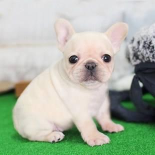 金丝熊打喷嚏怎么回事，金丝熊像打喷嚏一样是怎么回事（到底有没有呀<二>）