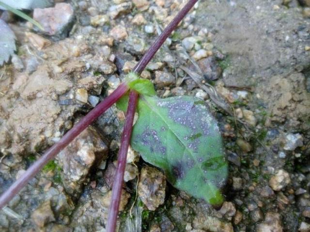 猫儿眼生长在什么地方，猫儿眼有什么药用价值（农村一种似“猫眼”的野草）