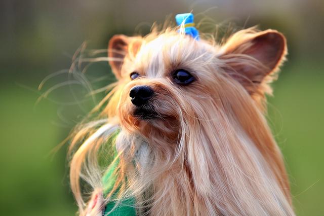 比熊犬智商相当于几岁，比熊智商相当于几岁（常见的7种狗狗的“寿命”）