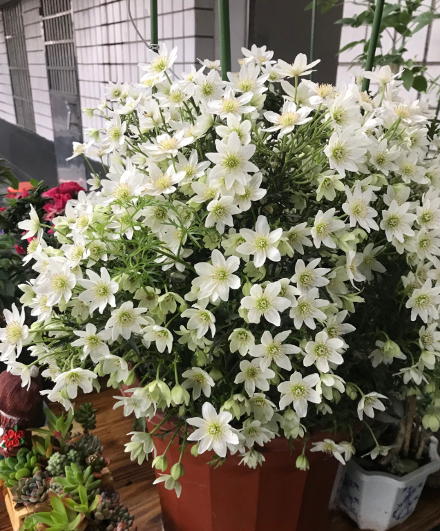 水培郁金香，买花也要看季节（水培郁金香种球怎么种植）