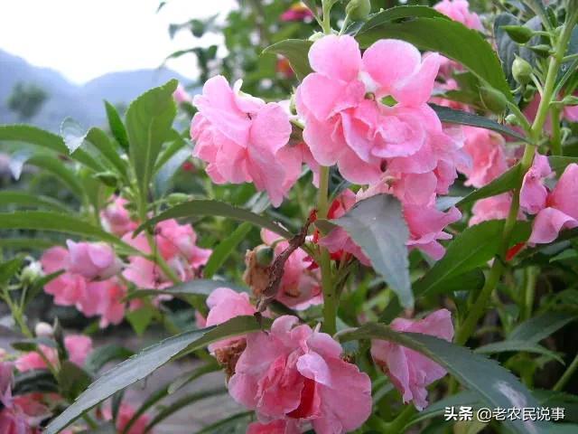 驱蛇最厉害的植物，听说二十蛇怕凤仙花（农家院子种上这4种东西）