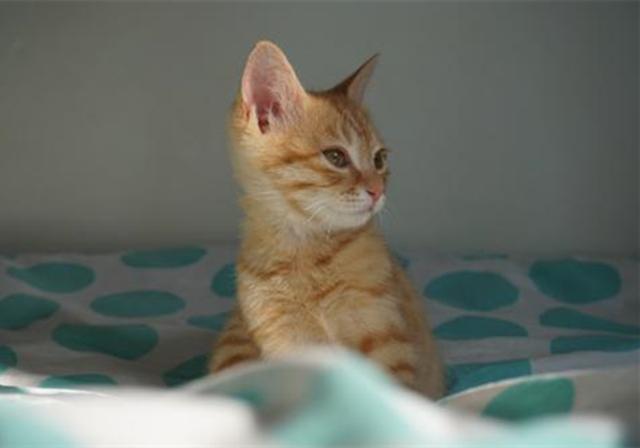 刚出生的小猫怎么养，刚出生的小猫怎么喂养（需从奶猫的日常需求出发）