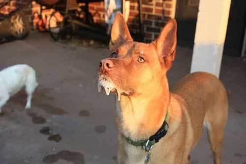 狂犬病毒，阻碍患者吞咽口水（狂犬病毒通过什么途径传播）