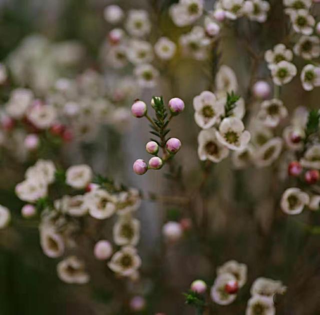 红腊梅花语，红色腊梅花花语（鲜花的一千零一种表达方式腊梅花花语）