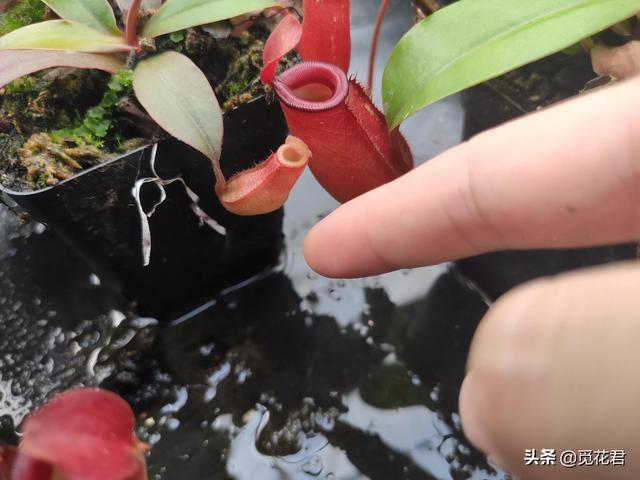 猪笼草（猪笼草图片，不同的生长状态（猪笼草的草的图片）