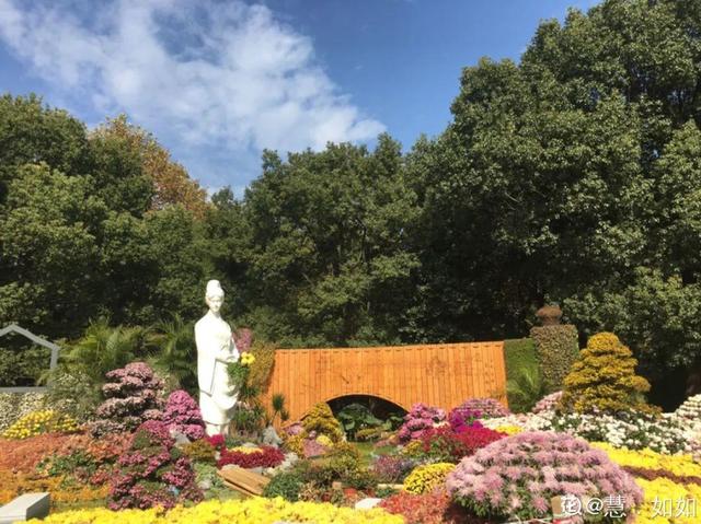 荷花有几种颜色，莲花有几种颜色分别是象征什么（1盆菊花售价1.2万）