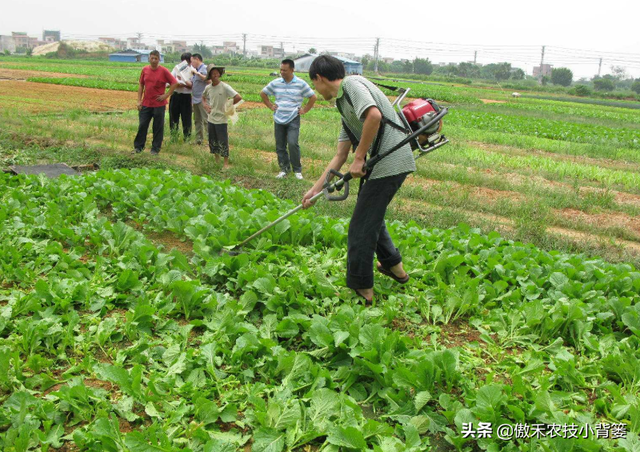 小苏打的学名叫什么，小苏打的学名叫什么碳酸氢钠片（瓜果蔬菜种植巧用小苏打）