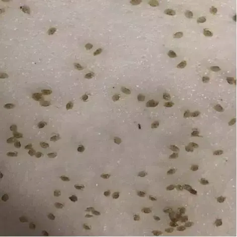 黄油蟹是什么蟹，水蟹、奄仔蟹、肉蟹、膏蟹、黄油蟹你还傻傻分不清吗