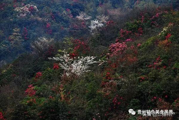 真正的龙眉图片，哪种眉毛是富贵眉毛（贵州旅游攻略之地球上的彩带——花的海洋百里杜鹃）