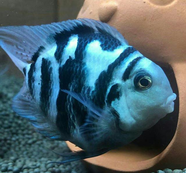 鹦鹉鱼可以跟什么鱼混养，什么鱼可以与鹦鹉鱼混养（迷你鹦鹉鱼能和什么鱼混养）