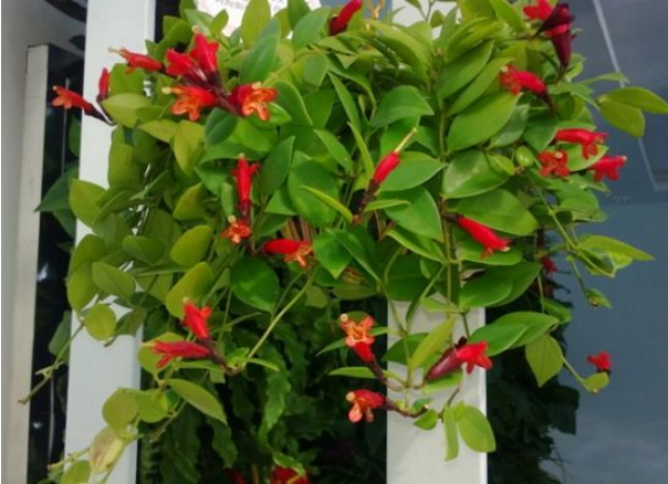口红吊兰，这种植物别名“口红吊兰”（口红吊兰一年开几次花）