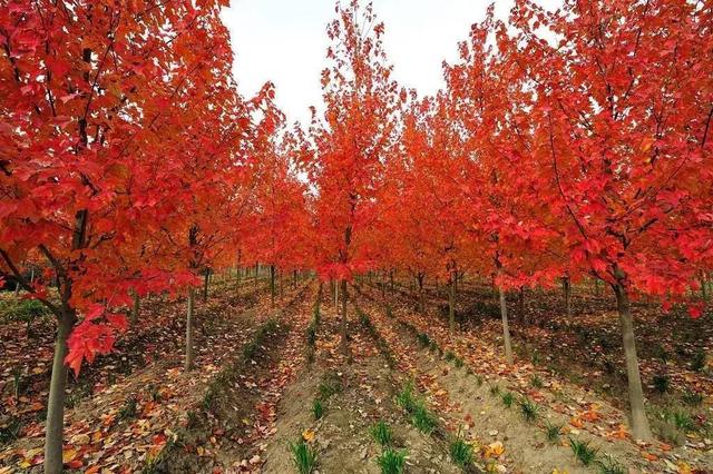 红舞姬红枫冬天落叶吗，红舞姬红枫过冬（中国红枫、美国红枫、日本红枫有什么不同）