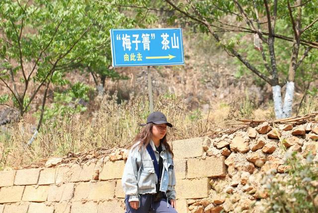 梅子箐古树茶特点，梅子箐古树茶是生普吗（2021年爆火的梅子箐）