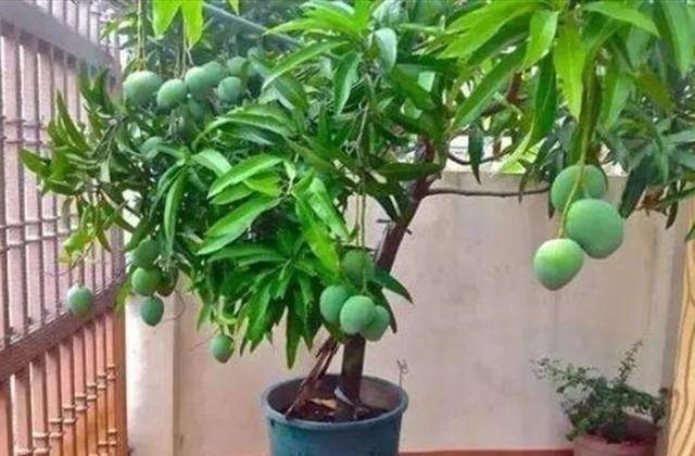 芒果种子怎么种，一个夏天就能长成小树苗