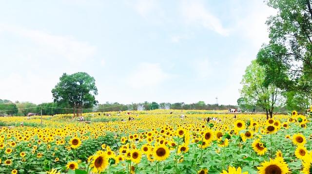 武汉森林公园在哪里，武汉森林公园地址查询（十月游武汉森林公园绿道）