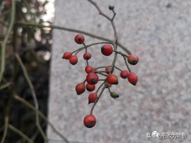 绣线菊亚科植物多具瞢荚果,少为蒴果,瞢荚果由离生心皮发育而来,是初生性状，或原始性状,蒴果由合（草莓上的小麻点真的只是种子吗）